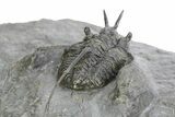 Devil Horned Cyphaspis Walteri Trilobite - Mrakib, Morocco #350484-3